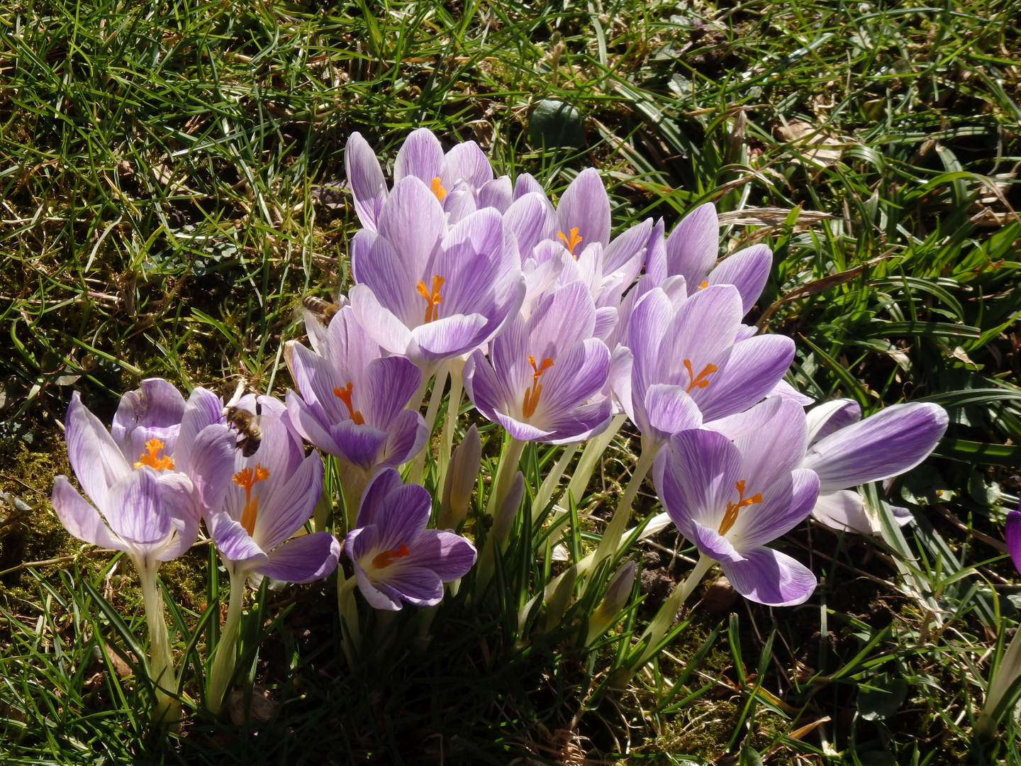 Der Frühling kommt mit Macht