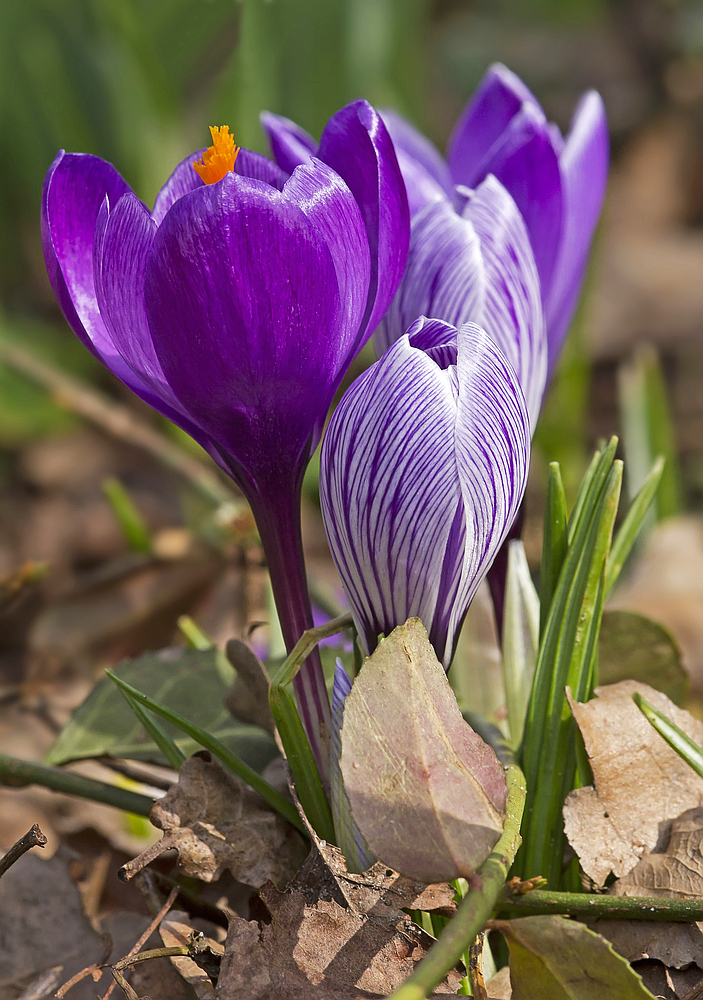 Der Frühling kommt mit Macht