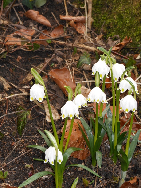 Der Frühling kommt mit Macht