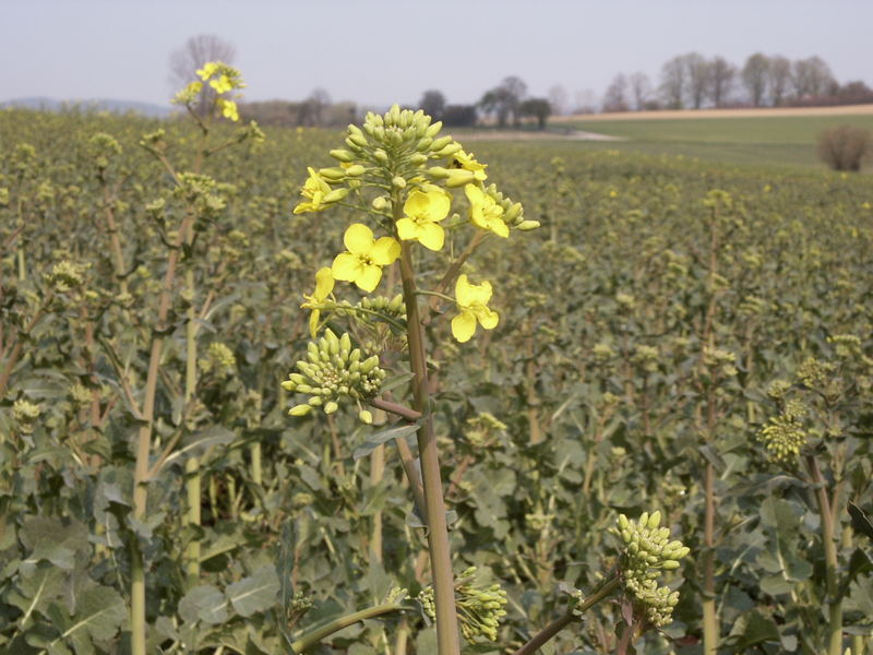 Der Frühling kommt - mit Macht