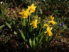 Der Frühling kommt mit Macht