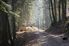 Der Frühling kommt mit Macht