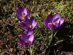 Der Frühling kommt mit Macht