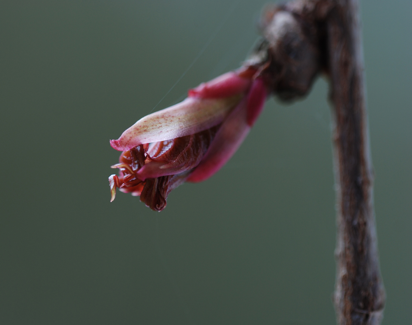 Der Frühling kommt mit Macht