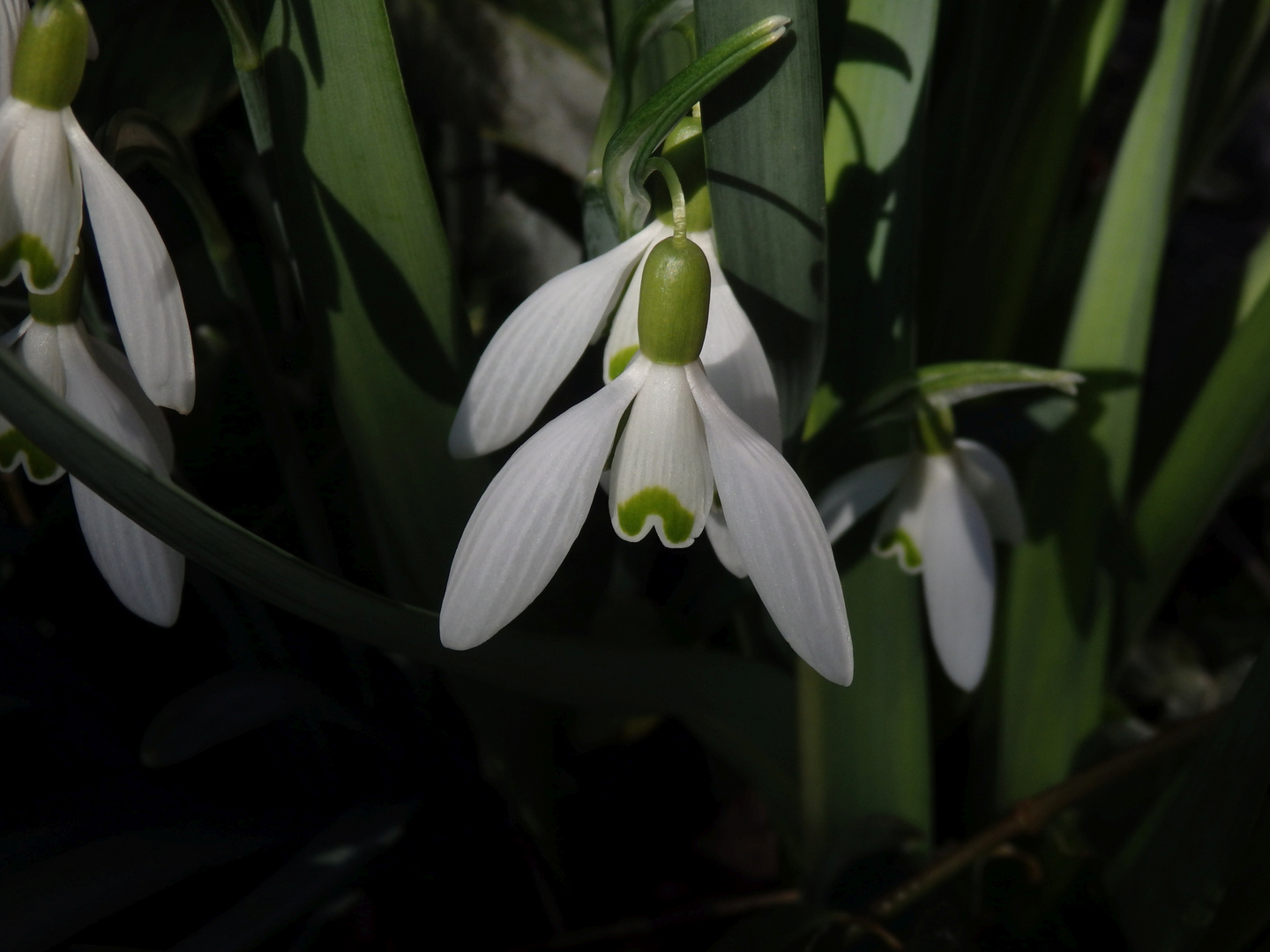 Der Frühling kommt mit Macht