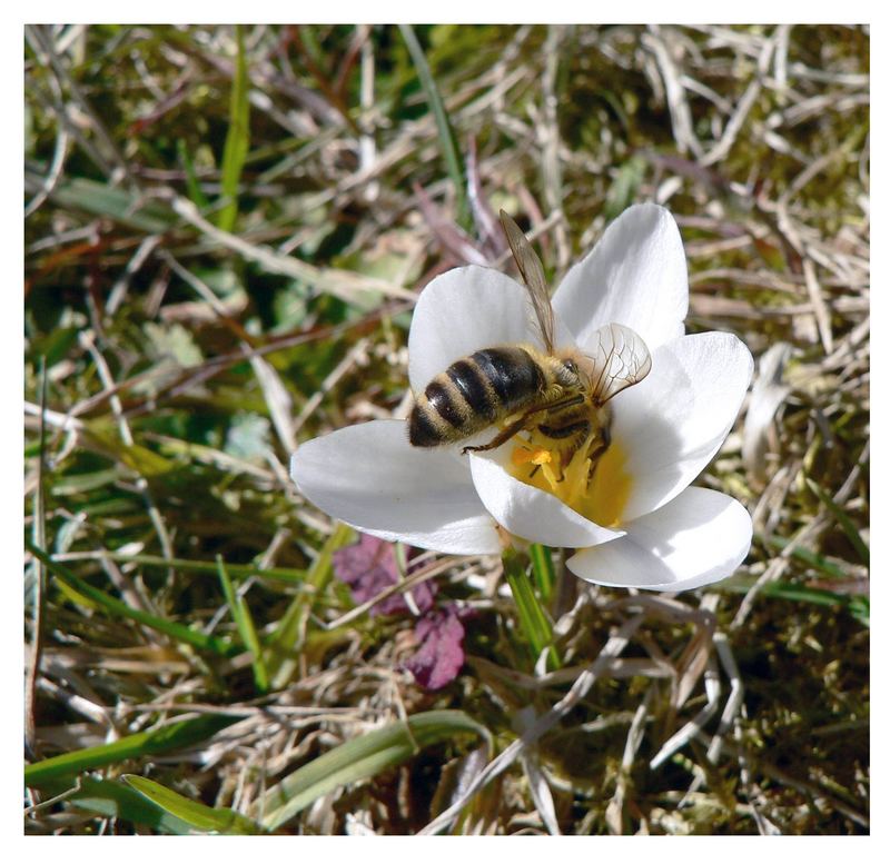 Der Frühling kommt mit Macht