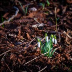 Der Frühling kommt mit Macht ...