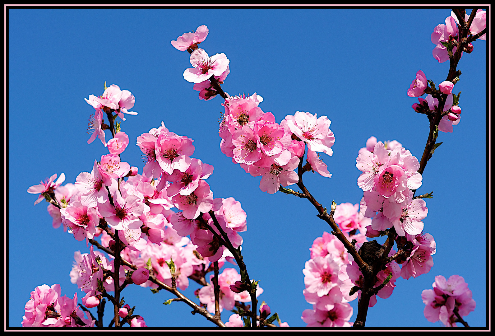 Der Frühling kommt mit Macht