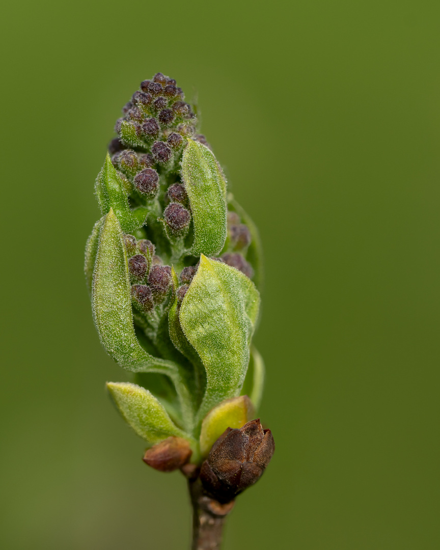 Der Frühling kommt mit Tau auf den Knospen