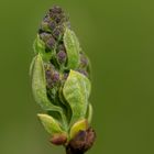 Der Frühling kommt mit Tau auf den Knospen