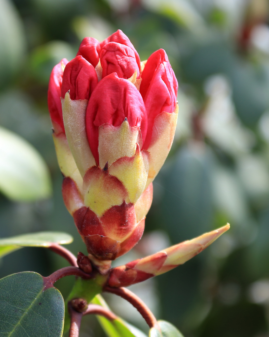 Der Frühling kommt mit voller Macht1