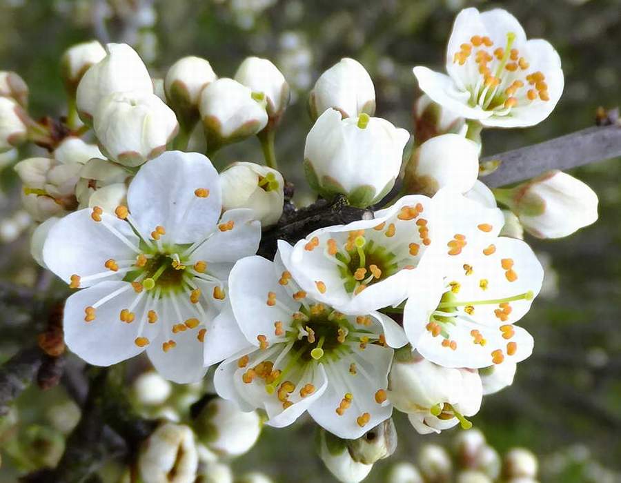 Der Frühling kommt mit weißer Blütenpracht.