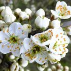 Der Frühling kommt mit weißer Blütenpracht.