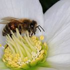 der Frühling kommt näher