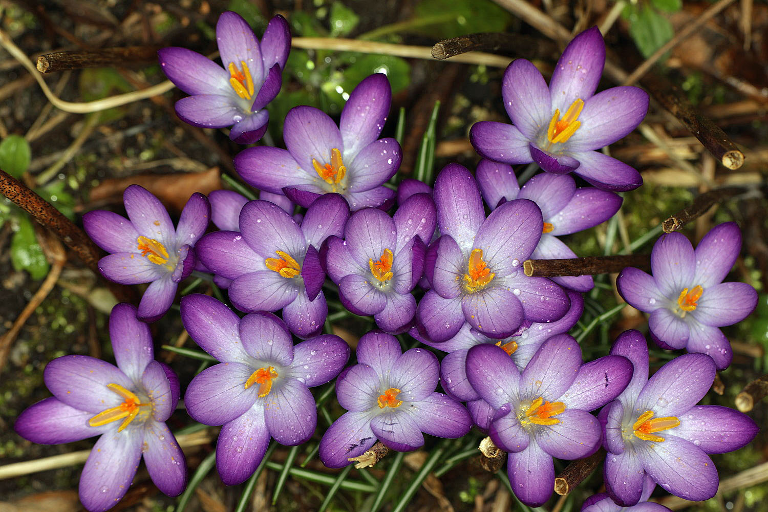 der Frühling kommt näher...