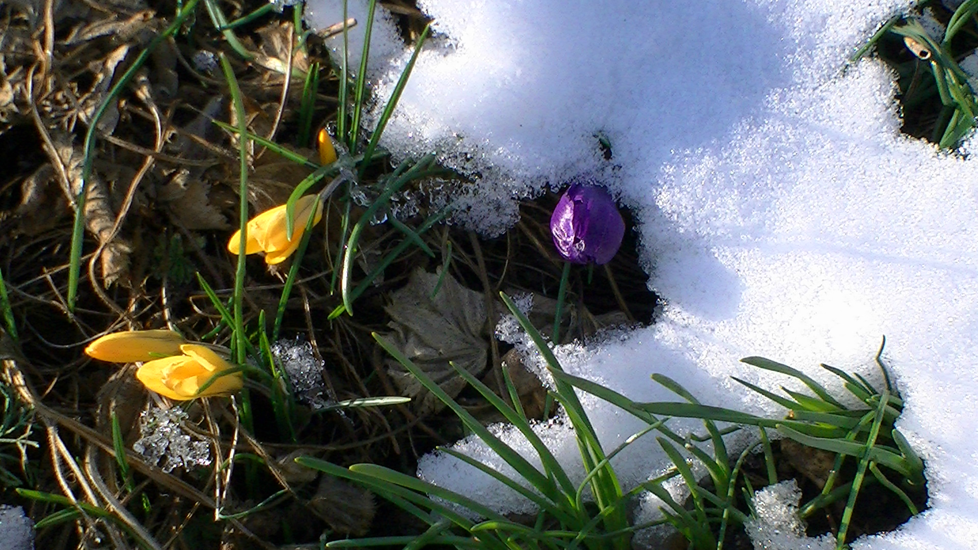 Der Frühling kommt nur zögerlich