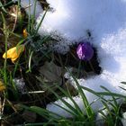 Der Frühling kommt nur zögerlich