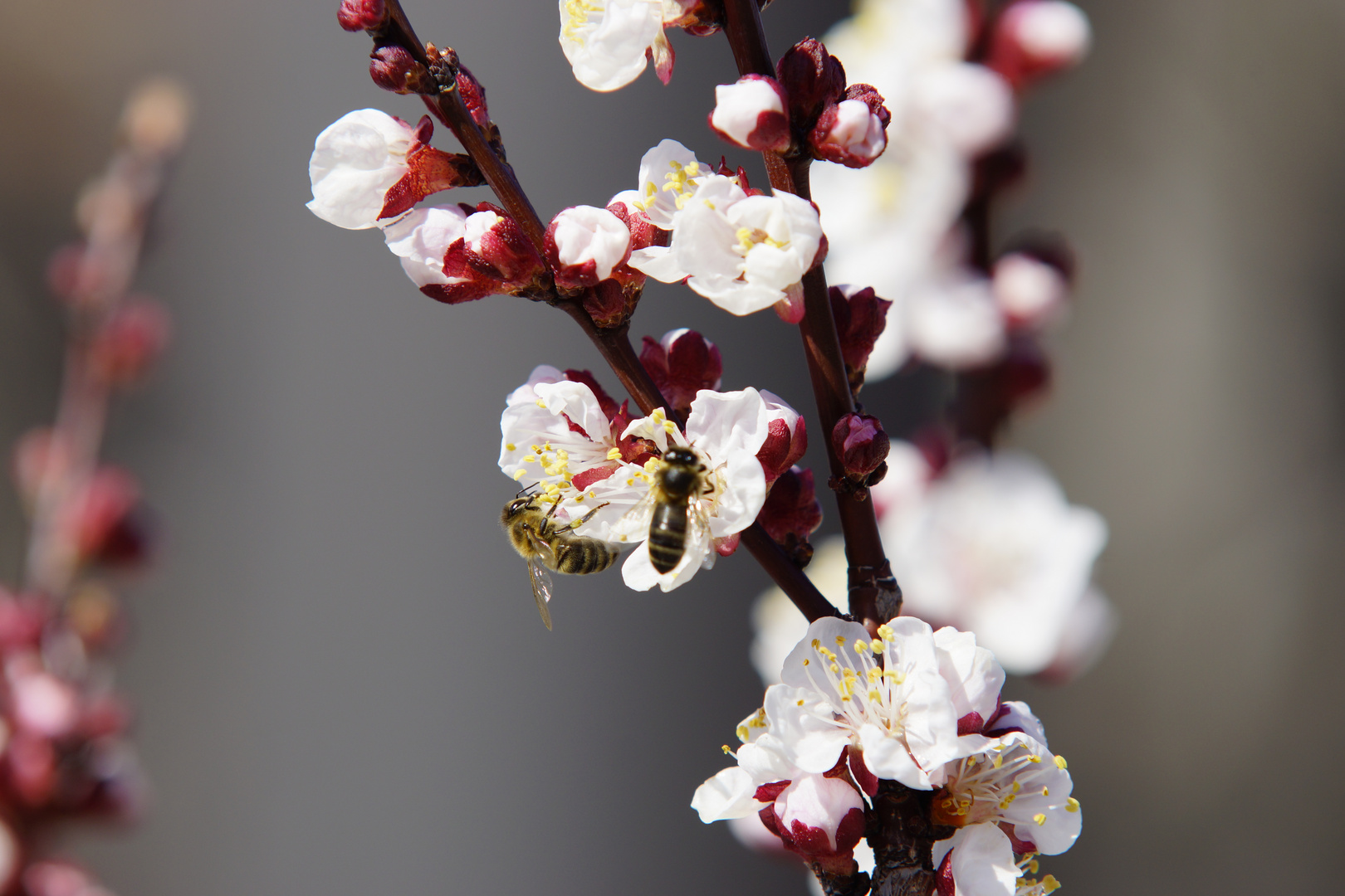 Der Frühling kommt Ostern 2016