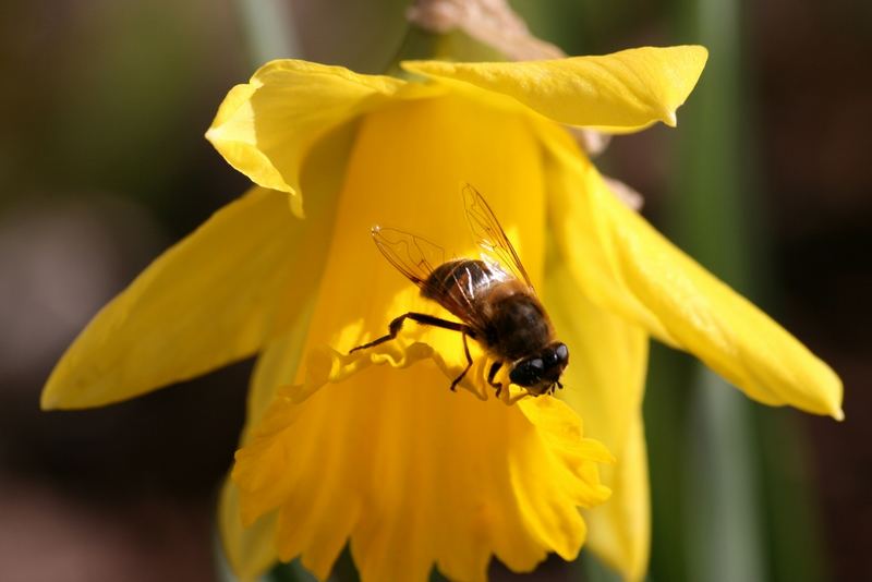 Der Frühling kommt - Part2