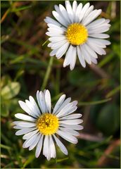 der Frühling kommt sicher die zweite