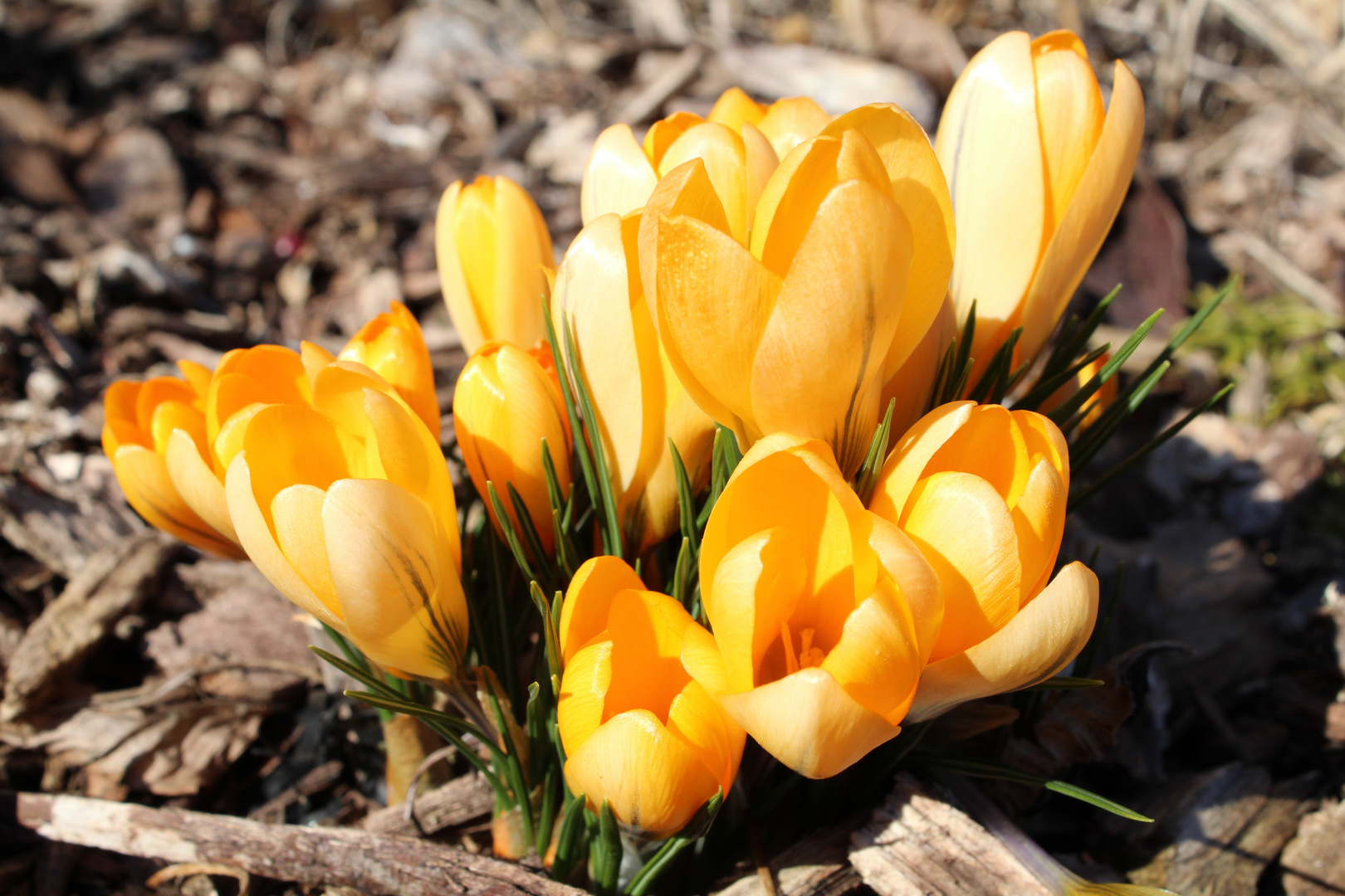 Der Frühling kommt so langsam