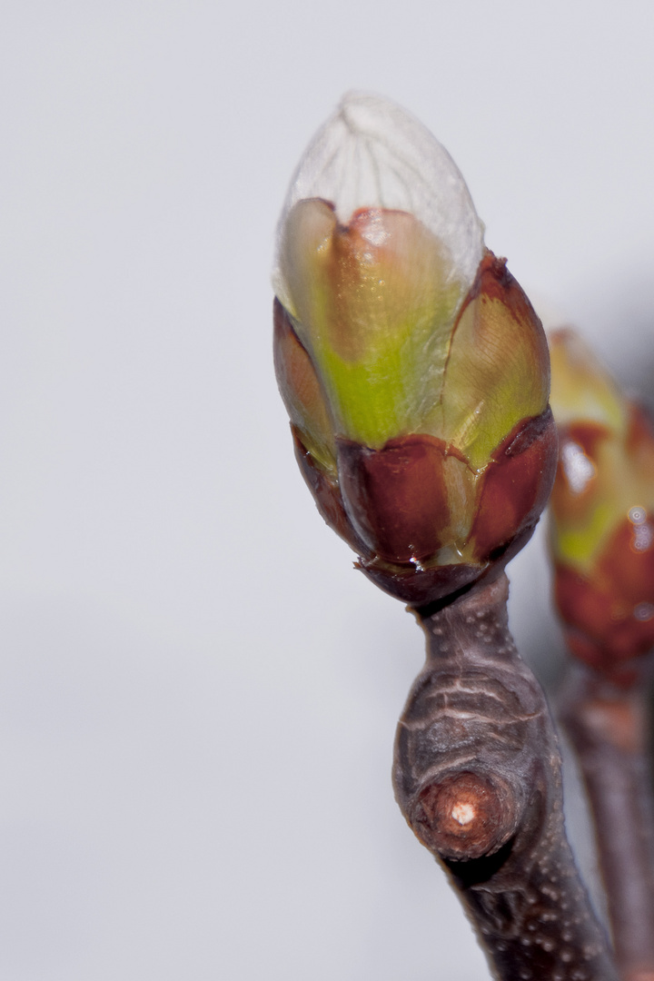 Der Frühling kommt Teil1