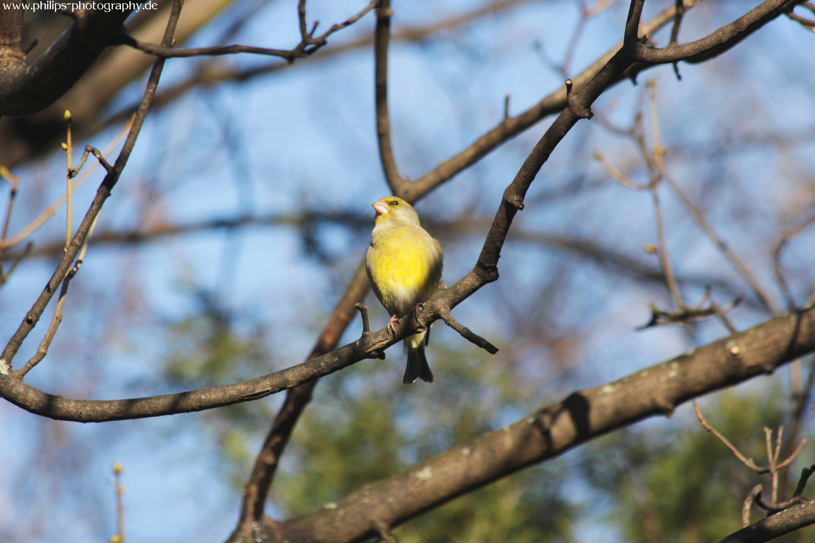 Der Frühling kommt und die Vögel zwitschern