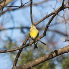 Der Frühling kommt und die Vögel zwitschern