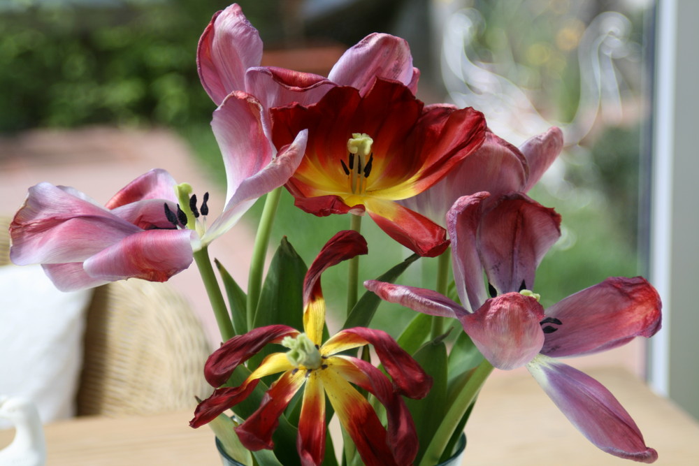 Der Frühling kommt , und wenn es auch nicht ganz so ausschaut.