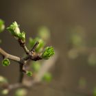 Der Frühling kommt uns entgegen