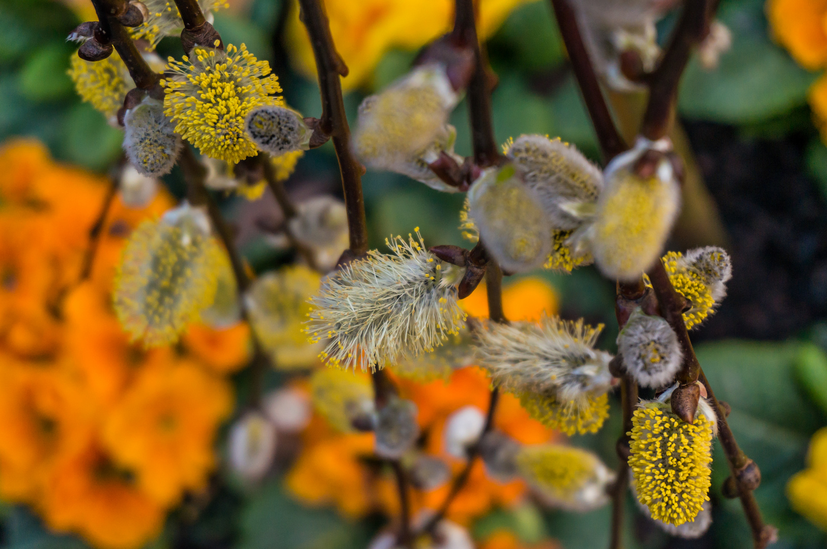 der Frühling kommt - Weidenkätzchen