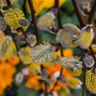 der Frühling kommt - Weidenkätzchen