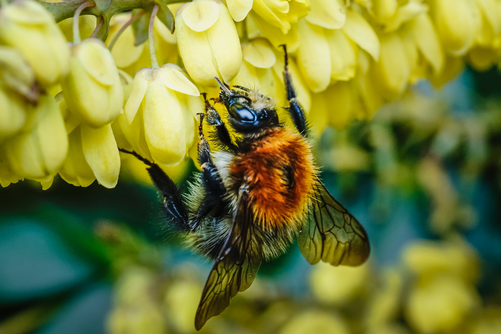 Der Frühling kommt wie die Hummel zur Blüte