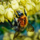 Der Frühling kommt wie die Hummel zur Blüte