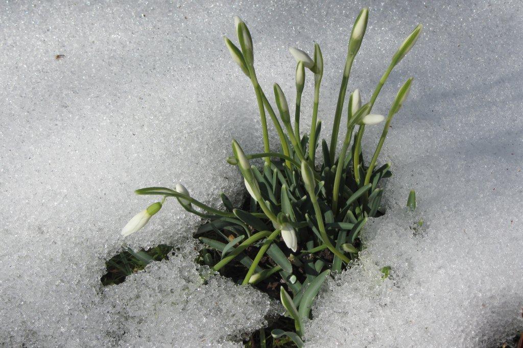 Der Frühling kommt wirklich ...