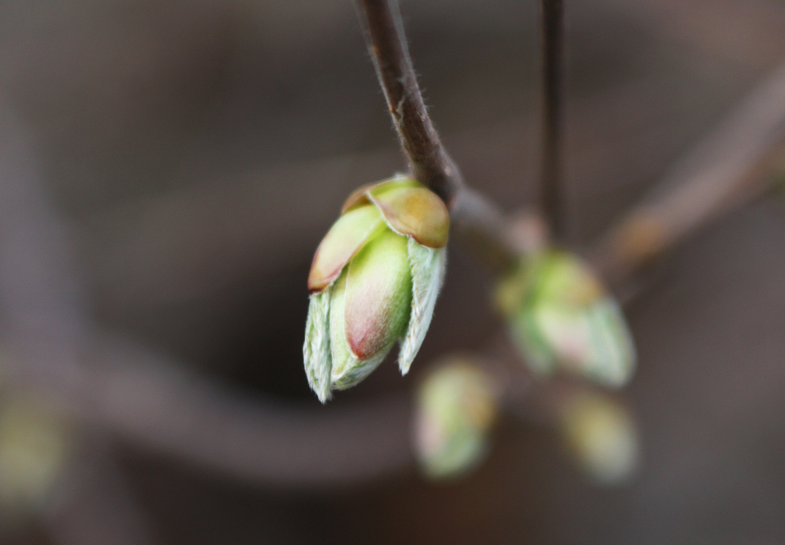 Der Frühling kommt zaghaft! Aber er kommt