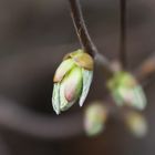 Der Frühling kommt zaghaft! Aber er kommt