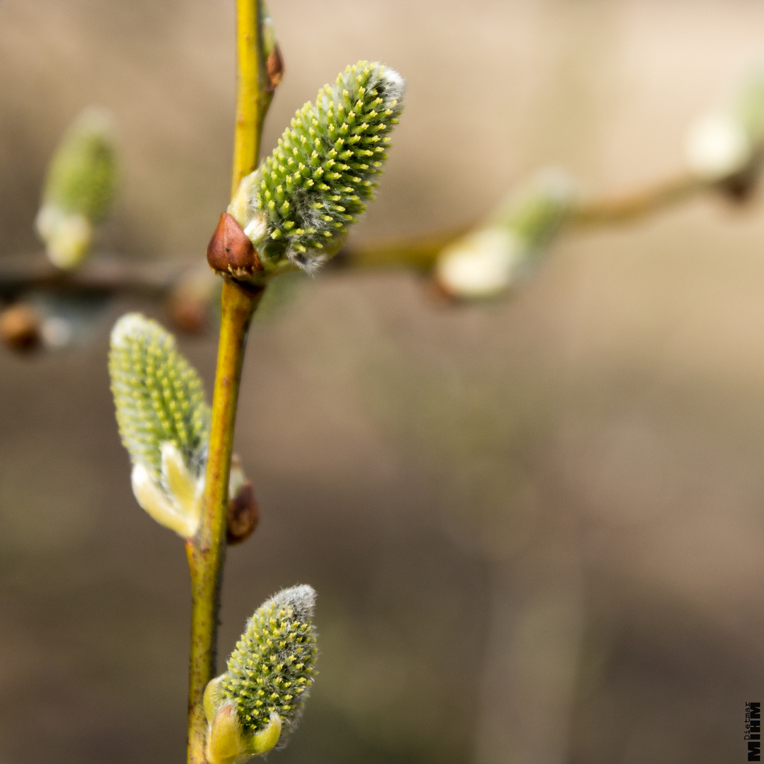 der Frühling kommt...2