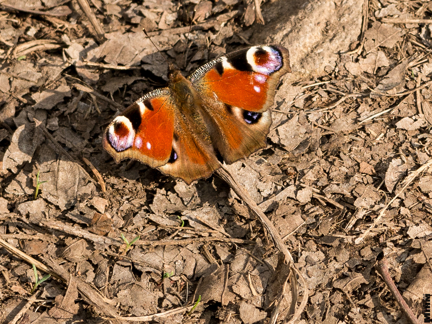 der Frühling kommt...3