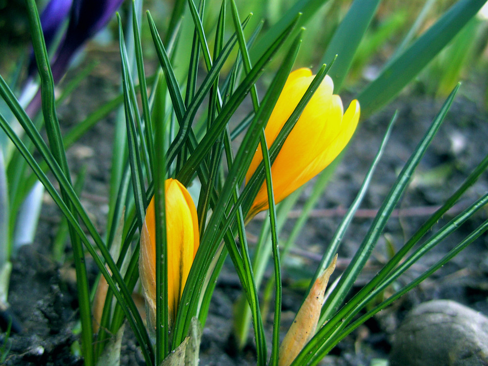 Der Frühling kommt....bald!