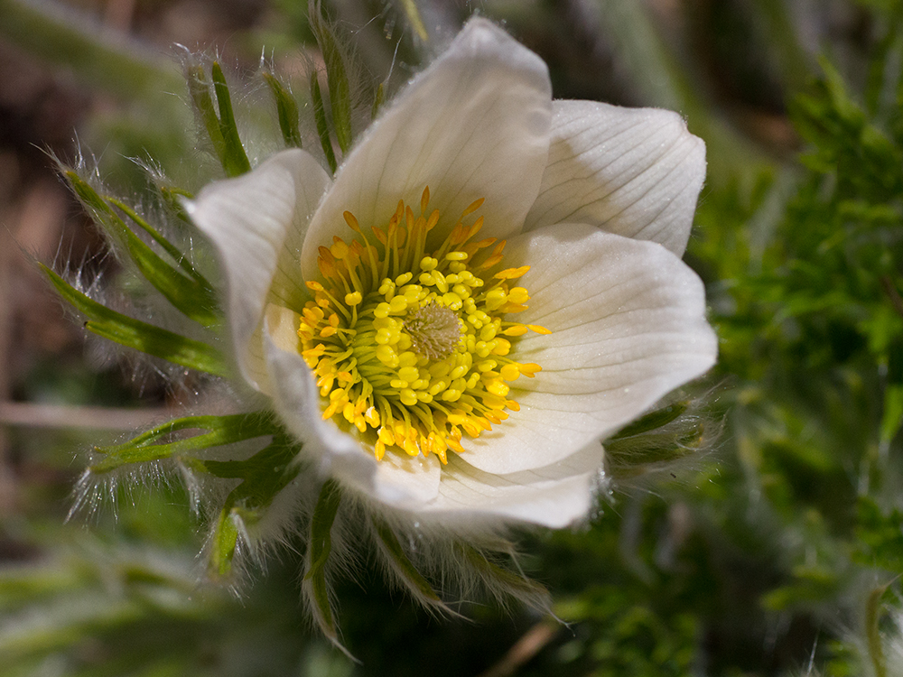 Der Frühling kommt_Heinz Schaub