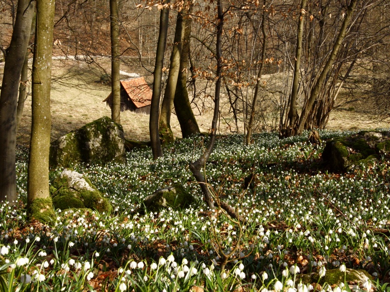 Der Frühling kriecht ins Tal