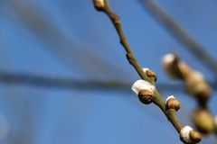 Der Frühling kündigt sich an.