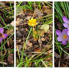 Der Frühling kündigt sich an...