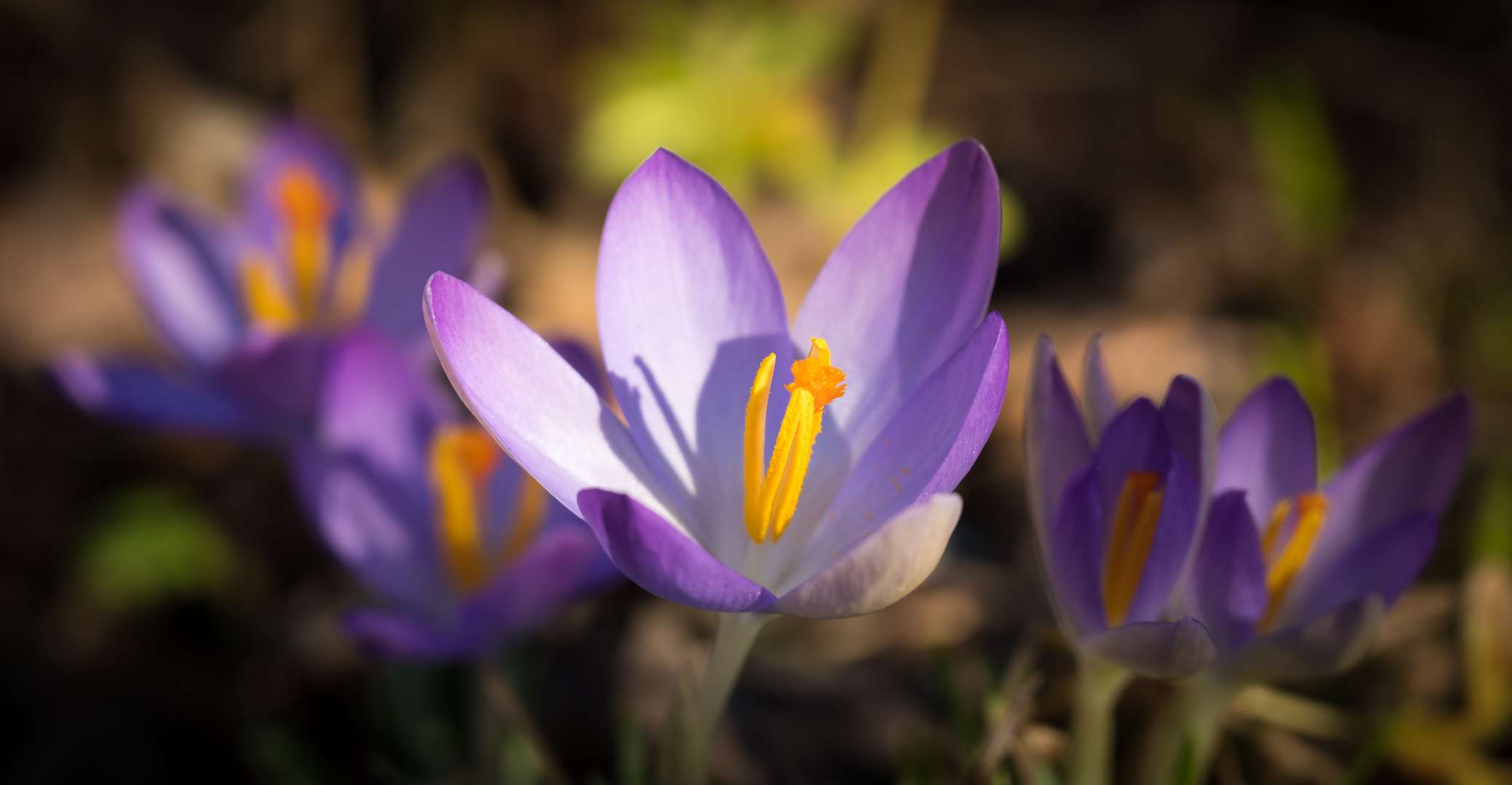 Der Frühling kündigt sich an.