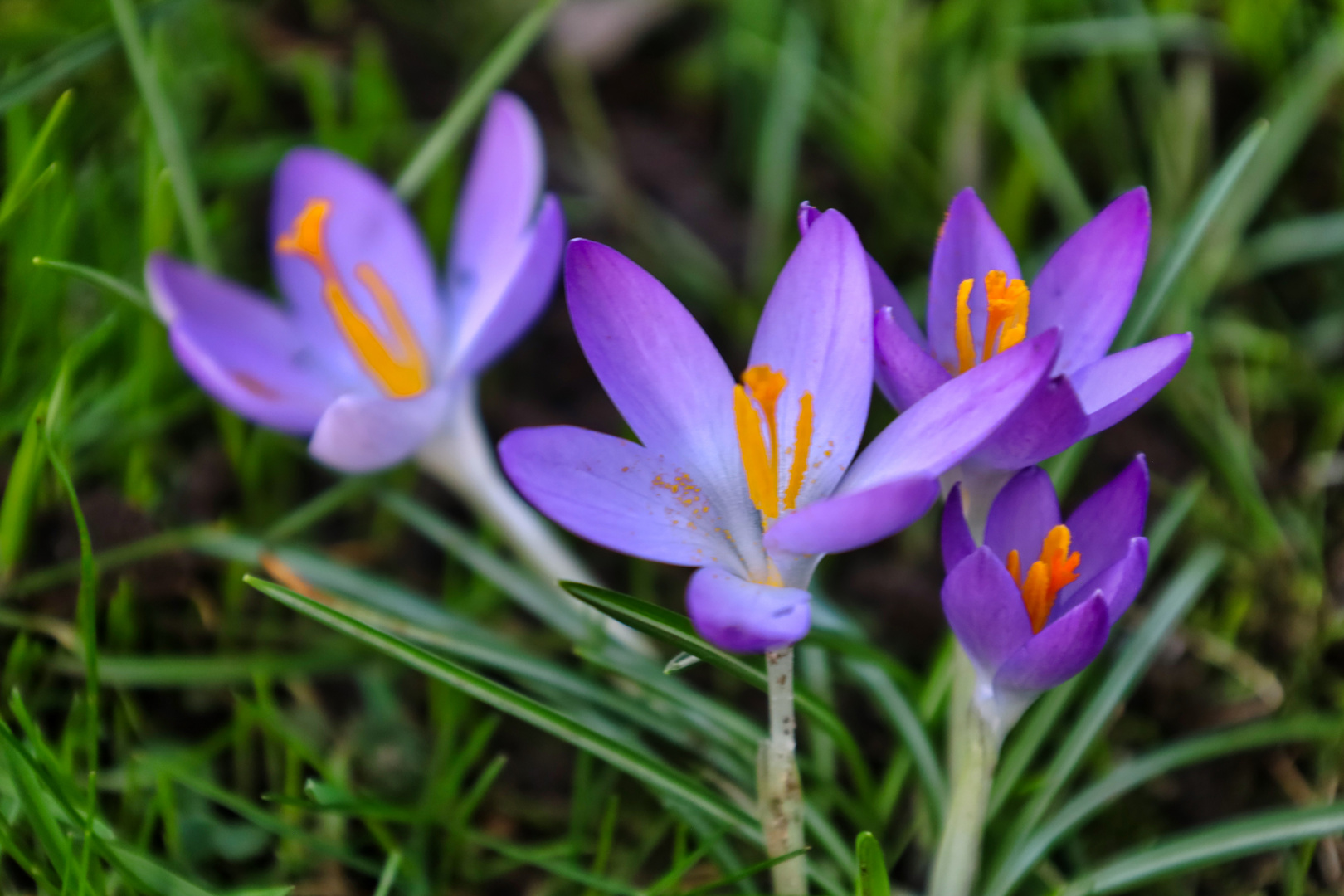 Der Frühling kündigt sich an... 