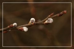 Der Frühling kündigt sich an :-))