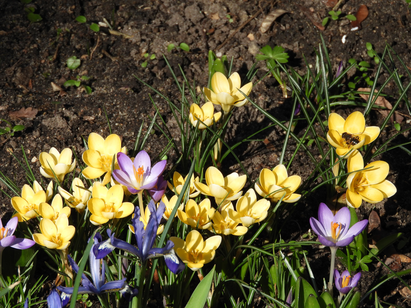 der Frühling kündigt sich an