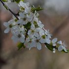 Der Frühling kündigt sich an