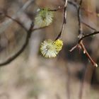 Der Frühling kündigt sich an